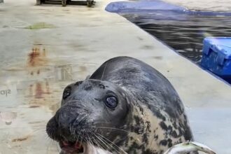 Seal pup once rescued on a British beach hits the big 5-0. Sheba may be the oldest seal in captivity