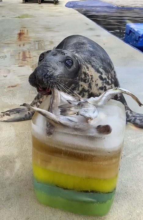 Seal pup once rescued on a British beach hits the big 5-0. Sheba may be the oldest seal in captivity