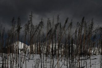 Climate change is a concern for many voters. Here’s what the presidential election could mean for Colorado.