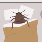 How to Avoid Getting Bed Bugs When You Travel