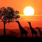 Kenya digital nomad visa: How to experience its wild safaris, pristine beaches and vibrant nightlife