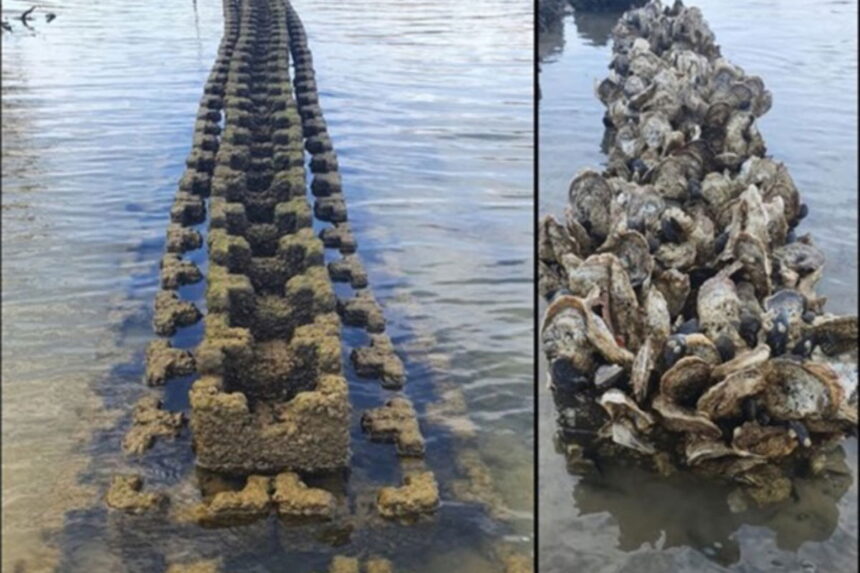 Oyster wall: the USA’s new shield against hurricanes