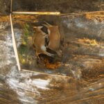 As bird flu outbreaks rise, piles of dead cattle become shocking Central Valley tableau