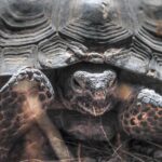 Judge tosses out Mojave off-road plan for not adequately protecting imperiled tortoise