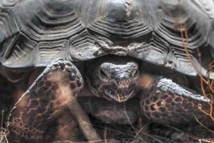 Judge tosses out Mojave off-road plan for not adequately protecting imperiled tortoise