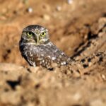 'Goofy' owls that nest underground become candidate for endangered status