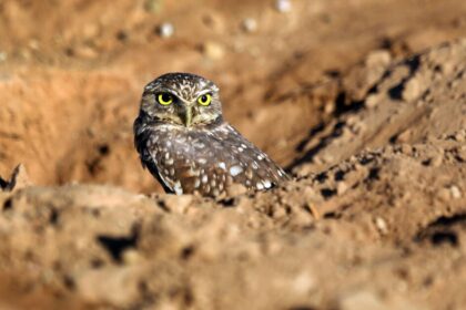 'Goofy' owls that nest underground become candidate for endangered status