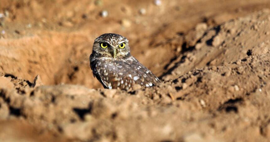 'Goofy' owls that nest underground become candidate for endangered status