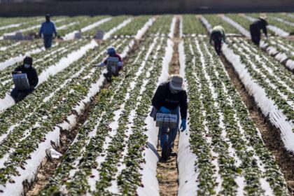 Farm pesticides found floating in California air samples; state officials say it's OK