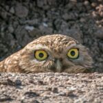 Boiling Point: Burrowing owls and solar farms will need to coexist