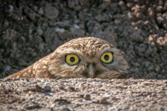 Boiling Point: Burrowing owls and solar farms will need to coexist