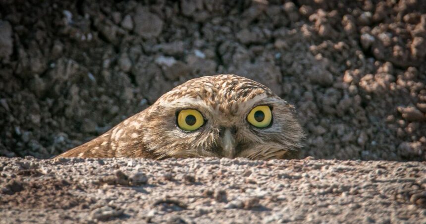 Boiling Point: Burrowing owls and solar farms will need to coexist