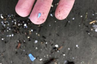 Boiling Point: On bottlenose dolphins and the insidious presence of microplastics