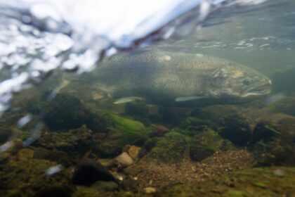 'A beautiful thing': Klamath River salmon are spotted far upstream in Oregon after dam removal