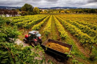 Family-run wineries and barrel-shaped suites: Swap overcrowded Lisbon for Portugal’s rolling valleys