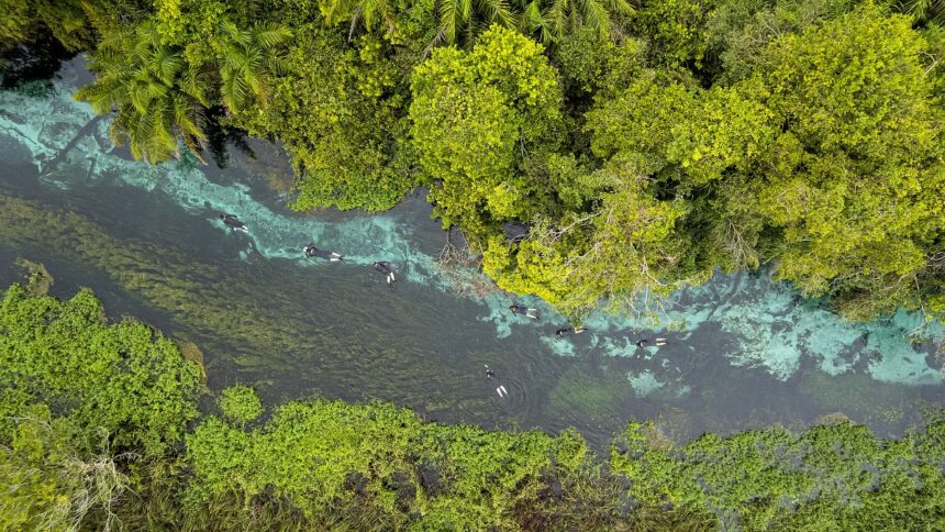 From the Amazon Rainforest to the Pantanal Wetlands: Is Brazil South America’s eco paradise?