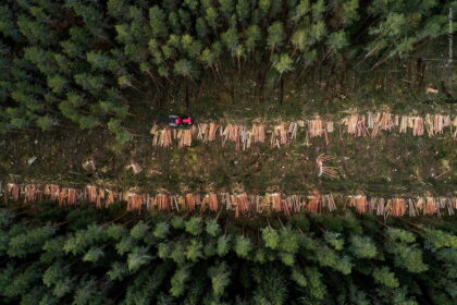 German forests in limbo: EU ‘Deforestation Rule’ delay sparks environmental concerns