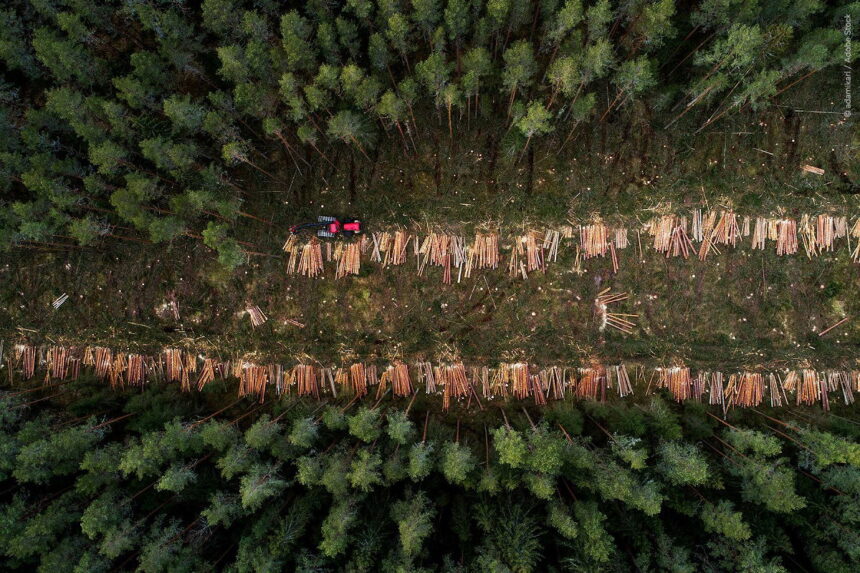 German forests in limbo: EU ‘Deforestation Rule’ delay sparks environmental concerns