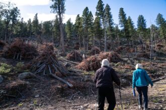 Opposition to forest thinning heats up in Jeffco mountain parks as wildfire threat looms