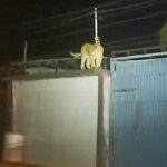 Firefighters rescue lioness from roof of Juarez home near Rio Grande