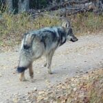 Ranchers again ask Colorado wildlife officials to delay release of next round of wolves