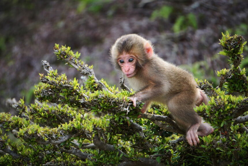 Escaped Monkeys in South Carolina: Police Urge Public to Report Sightings as Research Facility Faces Major Breach