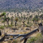 State releases new plan to protect Joshua trees