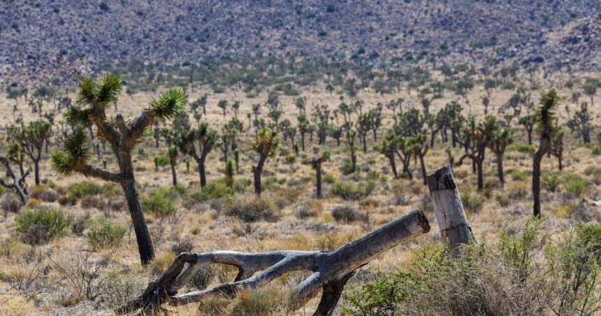 State releases new plan to protect Joshua trees