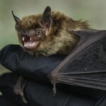 A deadly fungus that has killed millions of bats may have arrived in Southern California