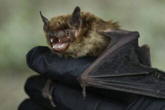 A deadly fungus that has killed millions of bats may have arrived in Southern California