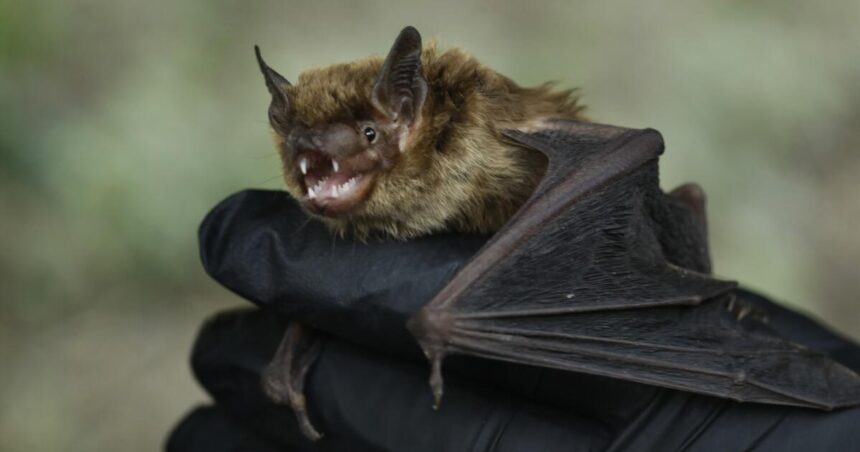 A deadly fungus that has killed millions of bats may have arrived in Southern California