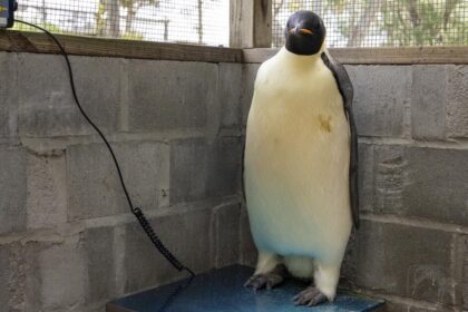 First emperor penguin known to reach Australia found on tourist beach