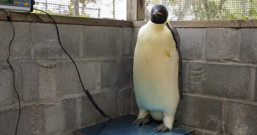 First emperor penguin known to reach Australia found on tourist beach