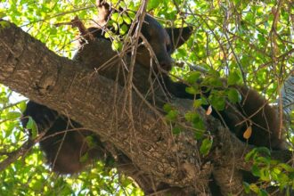 After bear cub climbs tree outside school, all the kids are stuck inside