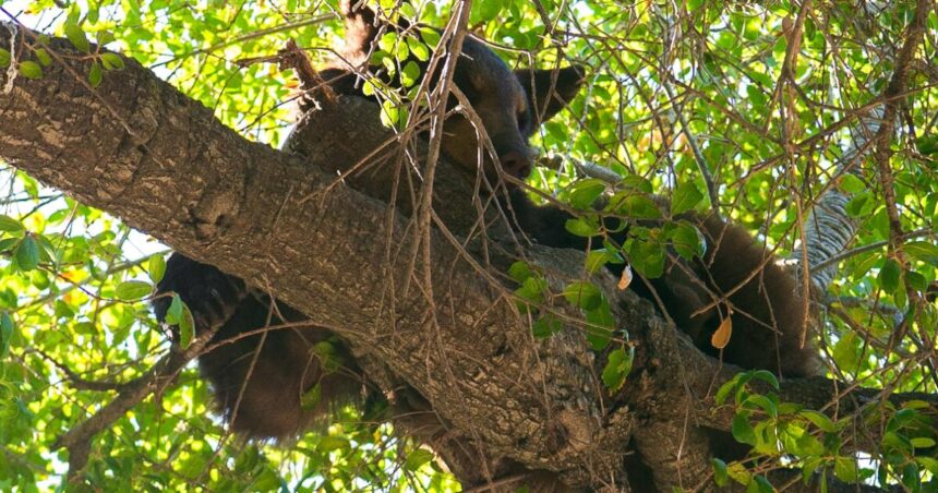 After bear cub climbs tree outside school, all the kids are stuck inside