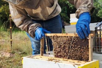 'All we could do was watch': Beekeeper mourns millions of bees killed in Mountain fire