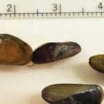 Invasive mussel found in North America for first time, posing immediate threat in California’s Delta