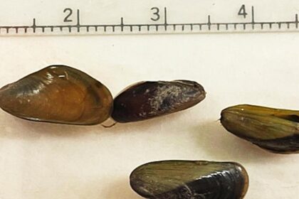 Invasive mussel found in North America for first time, posing immediate threat in California’s Delta