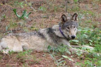 Two new wolf packs confirmed in California amid population boom