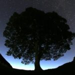 2 men are standing trial on charges they chopped down Britain's scenic Sycamore Gap tree