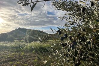 A converted cowshed and olive oil: This village in Spain revived its community using digital nomads