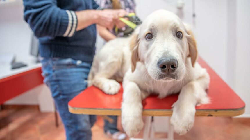 How the pet industry is mobilising billions