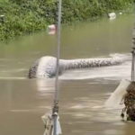 Six-metre python snake terrifies onlookers as it swims through flooded streets