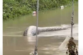 Six-metre python snake terrifies onlookers as it swims through flooded streets