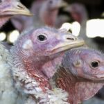 Possible H5N1 bird flu case in Marin County child; source of infection unknown