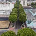 Preservation group sues Whittier over plan to raze more than 100 trees