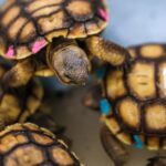 Tortoises on the way down are bouncing back thanks to a desert conservation effort