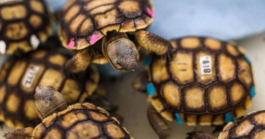 Tortoises on the way down are bouncing back thanks to a desert conservation effort