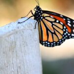 Monarch butterflies proposed for threatened species status