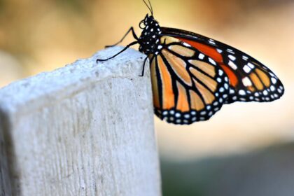 Monarch butterflies proposed for threatened species status